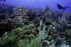 Un buzo en el arrecife de coral con los erizos