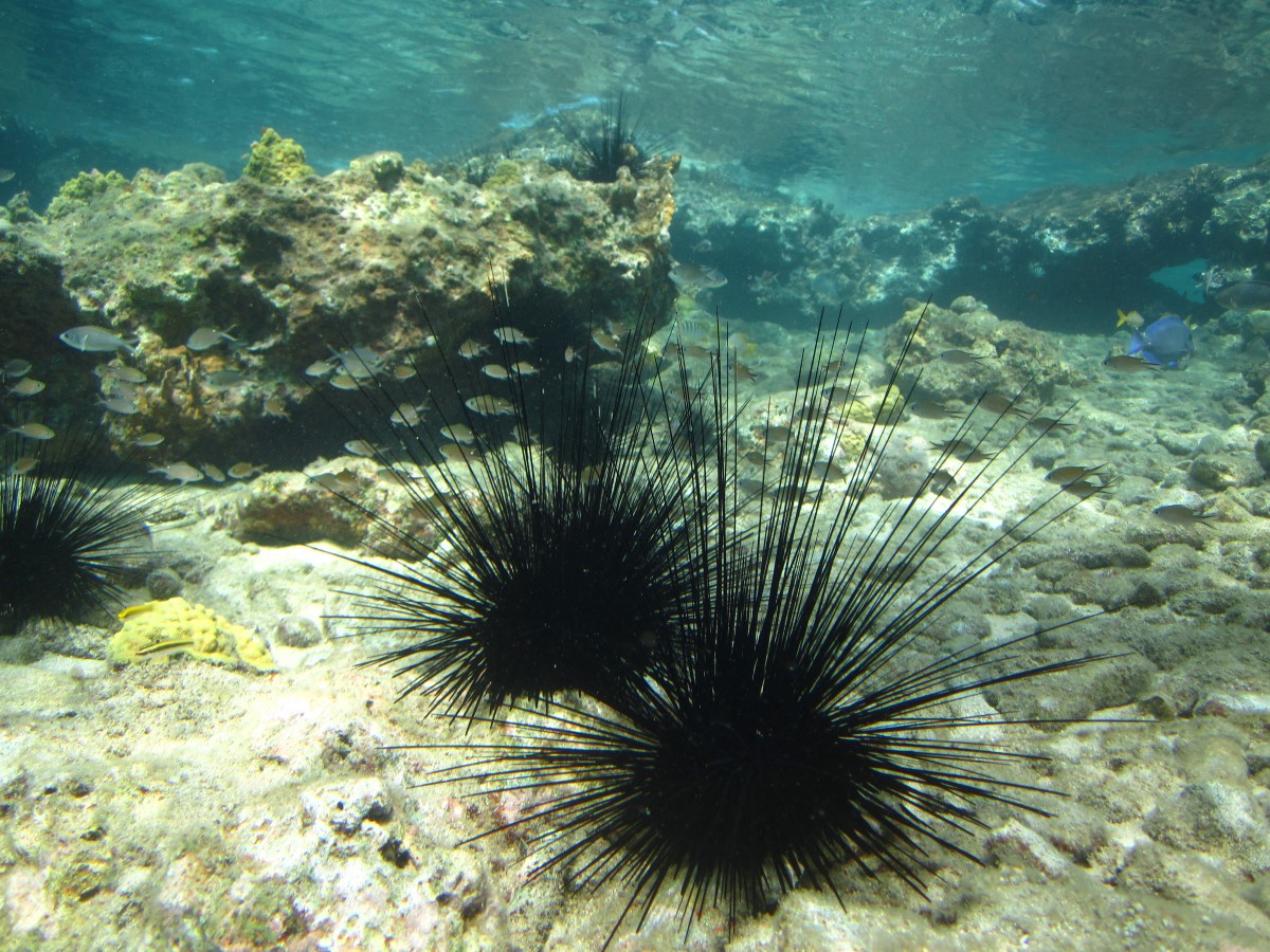 Long-spined urchin