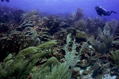 Diver and urchins