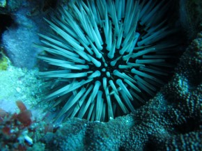 Echinometra viridis